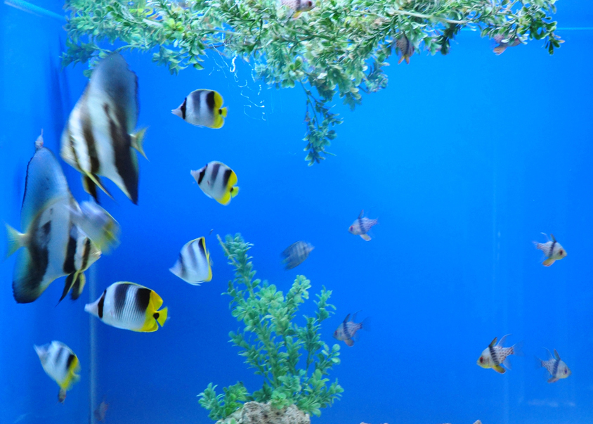 Some-of-the-Fishes-in-Mactan-Aquarium